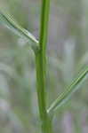 Shortleaf sneezeweed